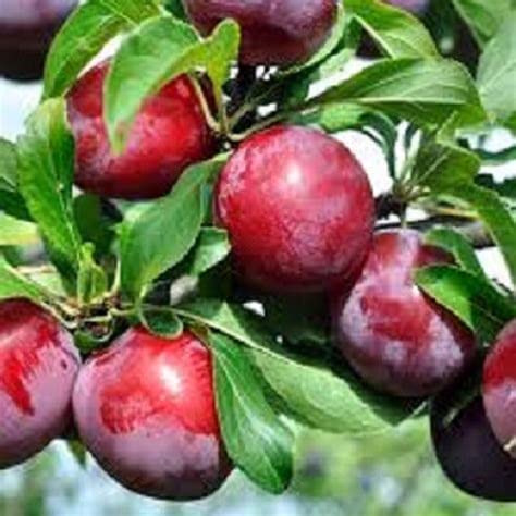 See full amazon price history chart for Mphmi Fruit Plum Live Plant Dwarf Rare Hybrid" Aloo Bukhara" Tropical - Healthy Layering Exotic Plants For Balcony Garden Plant(1 Healthy Plant) Mphmi Fruit Plum Live Plant Dwarf Rare Hybrid" Aloo Bukhara" Tropical - Healthy Layering Exotic Plants For Balcony Garden Plant(1 Healthy Plant) (B096WDMZNK) Amazon Price History, Amazon Price Tracker