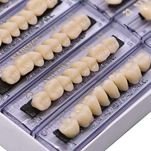 Rzjzgz 168 Pcs Dental Synthetic Resin Tooth Halloween Horror Teeth 6 Sets 23 A3 #TOP1
