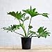 American Plant Exchange Philodendron Selloum Live Plant, 6