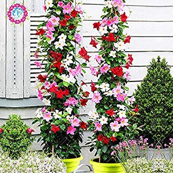 Potseed 100 Stück/Sacchetto Semi Mandevilla Sanderi - Dipladenia sanderi, Fiore pianta per la casa Giardino Piantare, Facile da Coltivare 1