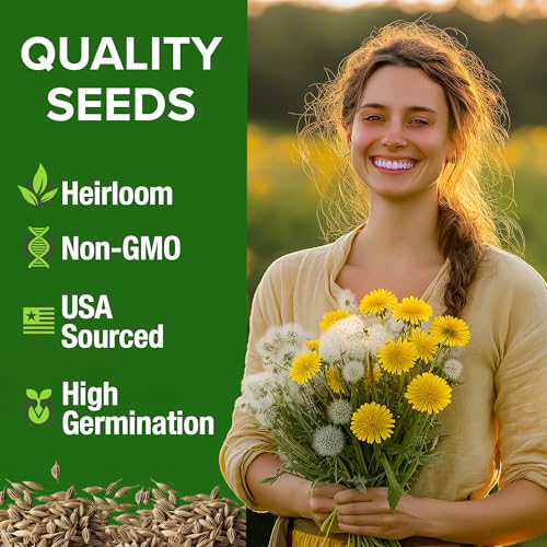 Image of HOME GROWN Dandelion Seeds for Planting 600 Heirloom Medicinal Herb Seeds (~0.3g) Non GMO Grow Edible Leaves and Flowers for Remedies or Wildlife (Taraxacum officinale)