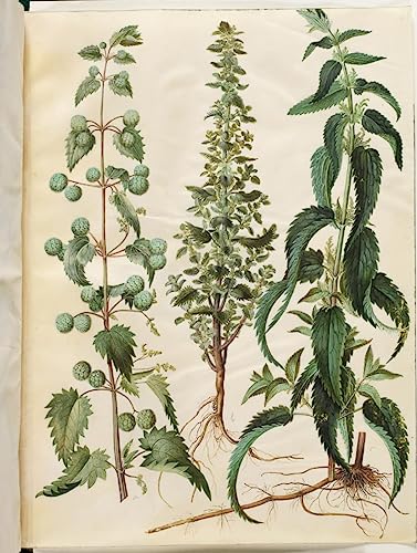 Affiches sur toile Urtica Pilulifera Hans Simon Holtzbecker poster botanique 50x70cm