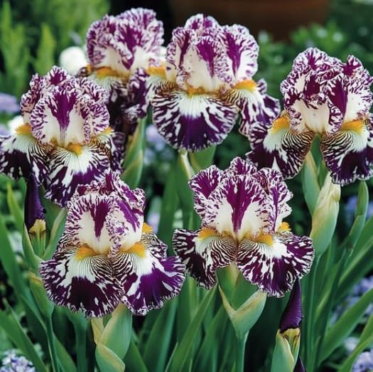 Bearded Iris Plants for Planting, Ornamental Perennial for Garden Border Yard Decor-that Grow Fast/Golden Jade Carving-2 Bulbs-A