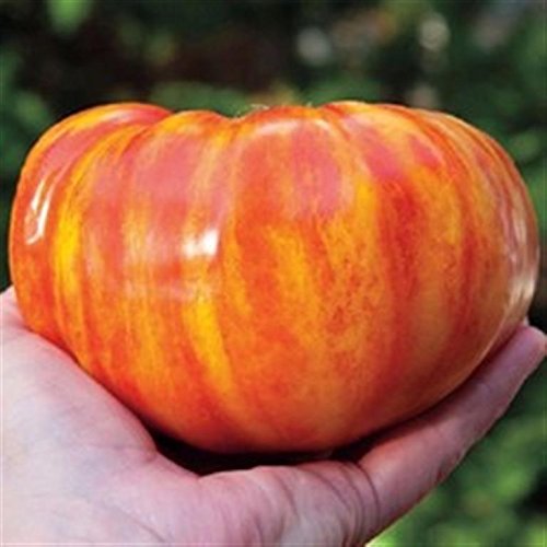 Big Rainbow Heritage Heirloom Yellow RED Striped Huge Meaty Beefsteak Tomato Seeds. Certified French Organic Grower