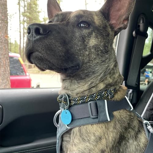 Geräuschlose Runde Personalisierte Hundemarke aus Silikon Beidseitig Graviert Anpassbarer Haustier-ID-Anhänger mit Optionalem Muster für Hunde und Katzen Geräuschlose Namensschilder(Farblose Gravur)