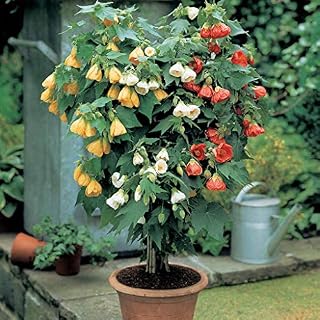 Organic Flower Seeds Chinese Lantern "Abutilon" (Abutilon hybridum) from Ukraine