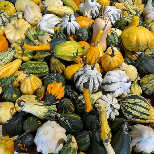 Semillas de calabaza - semillas de invierno exóticas de balcón 10pcs