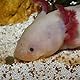 JBL PRONOVO LOTL GRANO, Hauptfutter für Axolotl von 8-20 cm, Fischfutter-Granulat, Größe M, 250 ml