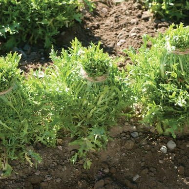Amazon.com : David's Garden Seeds Chicory Endive Rhodos 2339s (Green ...