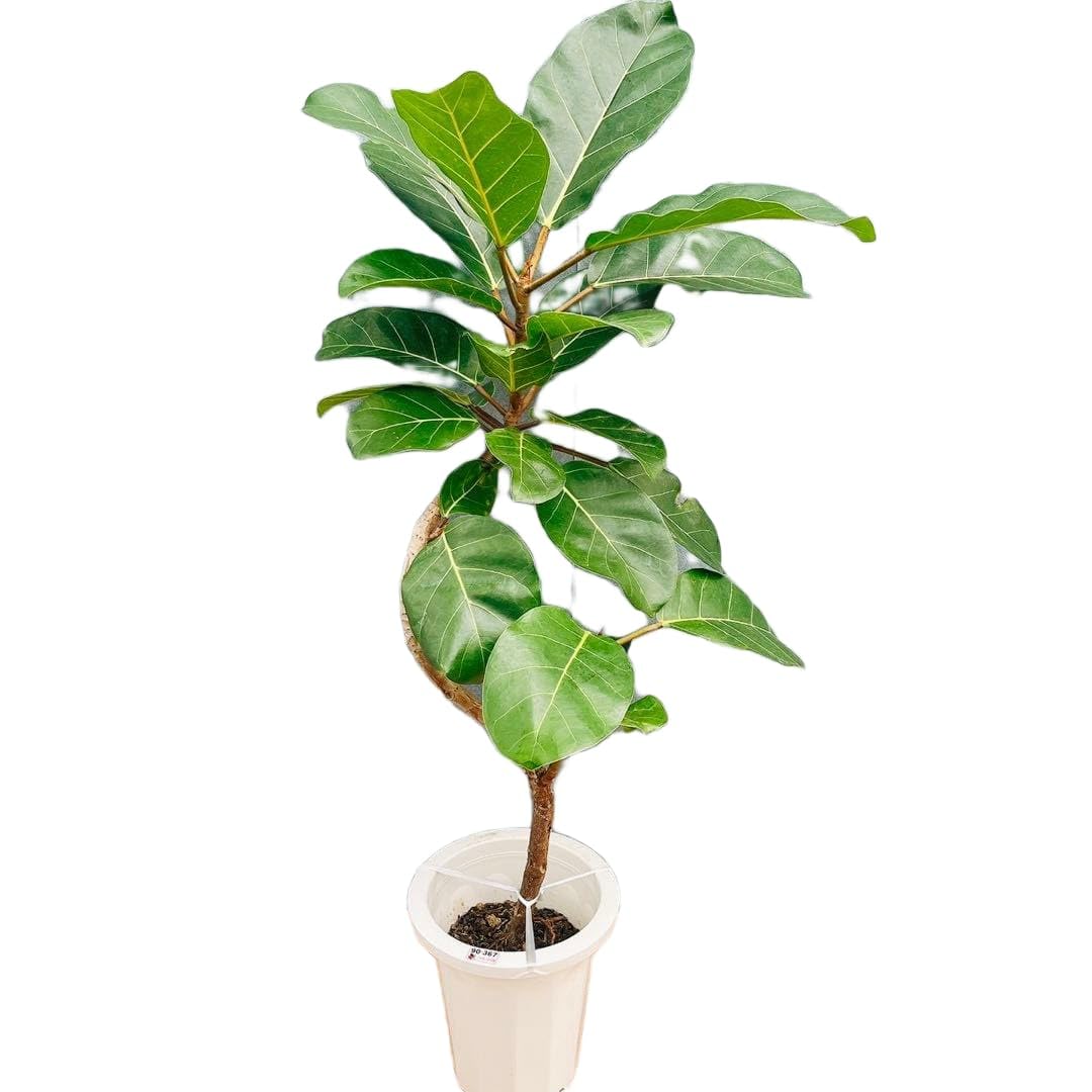 Amazon.co.jp: 10番 フィカス アフリカンプリンス 8号 観葉植物 室内