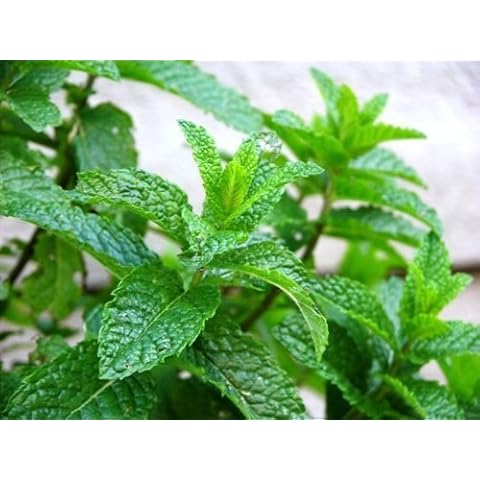 Pack of Six Moroccan Mint Herb Plants Cover