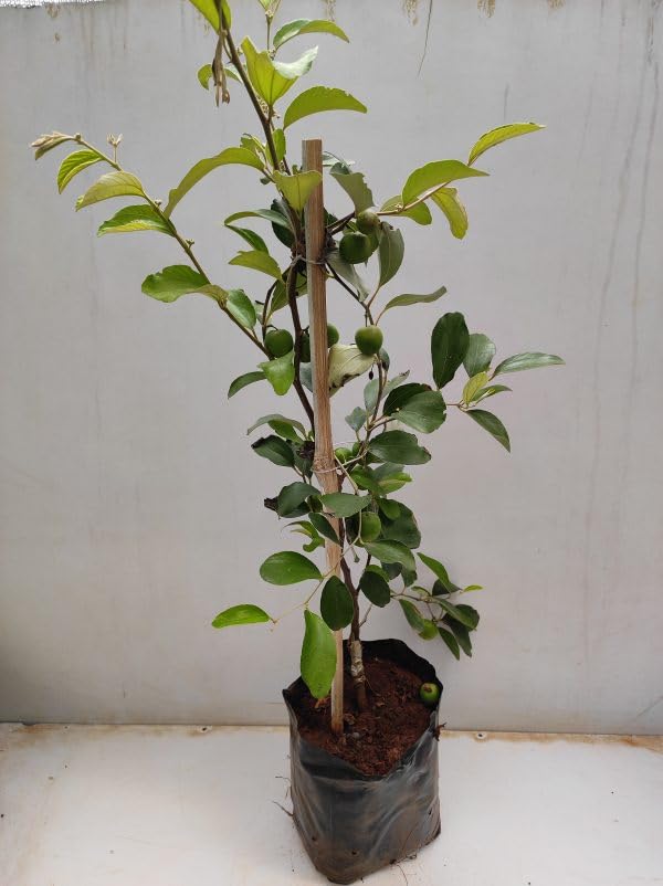 Cloud Farm Green Apple ber plant Hybrid and Grafted Live Plant[CF80] (B0B9SF9C1M) Amazon Price History, Amazon Price Tracker