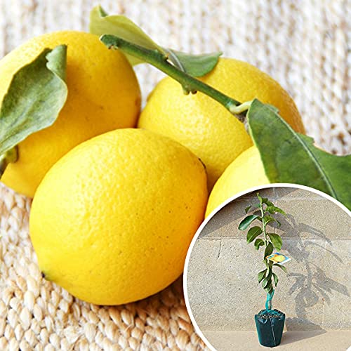 Amazon.co.jp: 苗/苗木 【10本セット】 レモン・アレンユーレカ 樹高