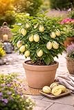 Solanum Pepino Gold 20-40 cm – Süße & Aromatische Melonenbirne | Exotische...