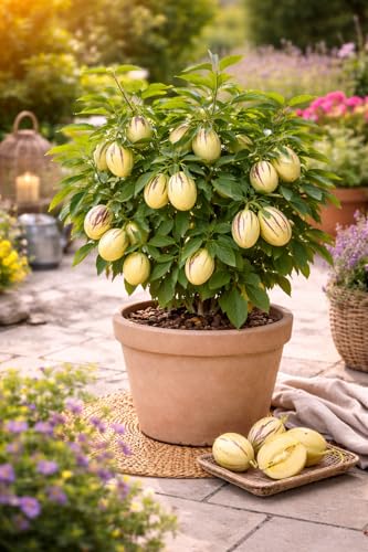 Solanum Pepino Gold 20-40 cm – Süße & Aromatische...