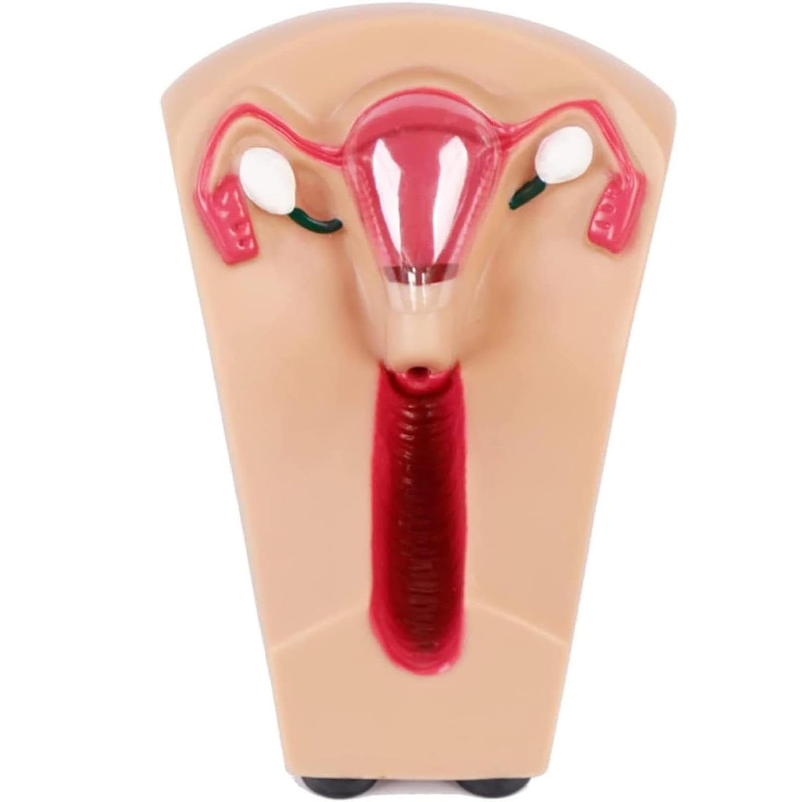 AMITD Contraccezione intrauterina femminile e modello di formazione,Modello di formazione di contraccezione intrauterina utero femminile modello di guida contraccezione interna e Birth esterno