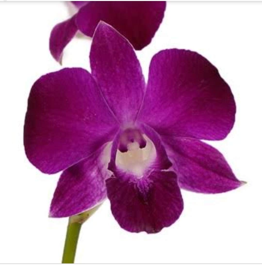 Buy S&S Online Dendrobium Orchid Live plant Online at Low Prices in