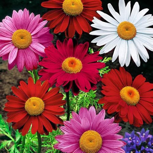 Pyrethrum Coccineum Mix Seeds (Annual/Perennial Flower Seeds)