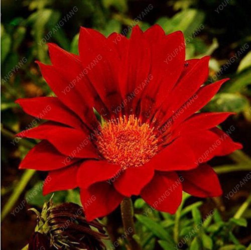 100 unids/bolsa Crisantemo Semi multicolor semi di fiore di alta germinazione, Bonsai Seeds giardino domestico Farm Red