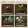 600+ Count Sweet Pea Seeds – Fragrant Flower Seeds, Easy to Grow with High Germination, Colorful Flowering Vines for Trellis, Garden Beds, Balcony, and Patio Planter #4