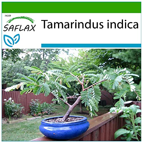 SAFLAX - Dattier d'Inde - 4 graines - Avec substrat - Tamarindus indica