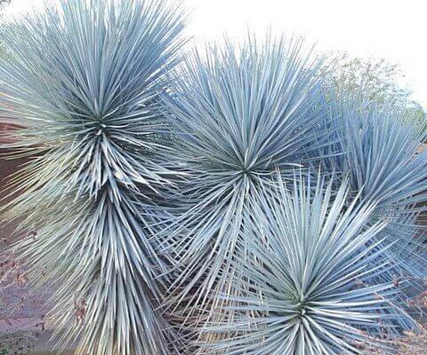 太 ブルーユッカ ユッカ リギダ Yucca rigida 太 レア ドライガーデン