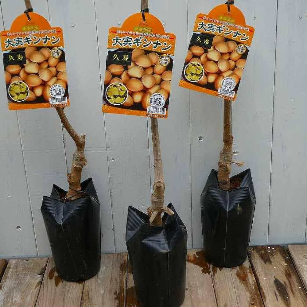 Amazon | 銀杏 ギンナン 苗木 4.5号 久寿 大実 豊産性 イチョウ 雌木