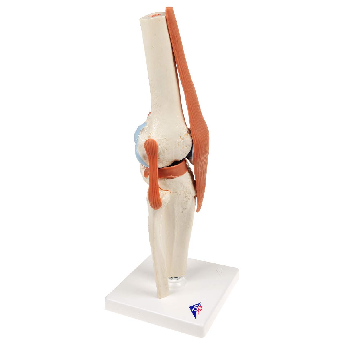 3B Scientific A82/1 Modello Funzionale di Lusso dell'Articolazione del Ginocchio + software gratuito di anatomia - 3B Smart Anatomy