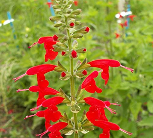 250 Red Scarlet Salvia Sage Flower Seeds Coccinea Blood Texas - Premium Non-GMO, Open Pollinated, US Grown Seed