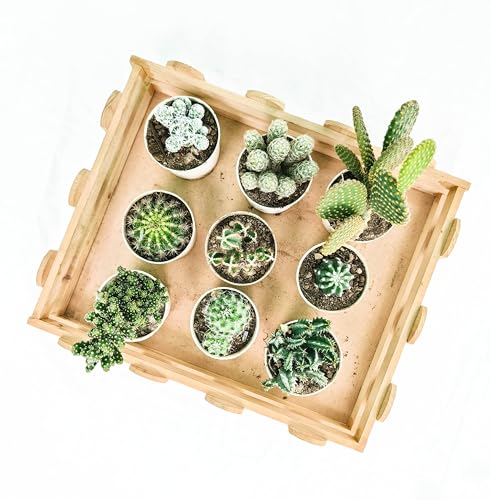 Image of Assorted cactus set of 9 (Bare rooted), Live cactus plant, any 9 cactus plant varieties, live cactus combo