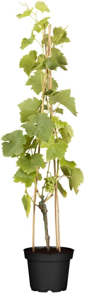 Weinrebe Vitis vinifera Lakemont 80-100 cm Kletterpflanze winterhart kernlose gr ne Trauben sonniger Standort robust f r Garten und Terrasse essbare Fr chte pflegeleicht