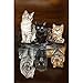 WACYDSD Puzzle Adulte 1000 Pièces Chat Réflexion Bricolage Animal Décor À La Maison Puzzle Adulte Kit Bricolage Jouet en Bois Cadeau Unique Décor À La Maison
