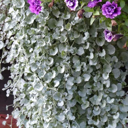 Chuxay Garden 100 Seeds Dichondra Argentea 'Silver Falls' Seed,Silver Nickel Vine,Kidney Weed ,Dichondra Micrantha Evergreen Perennial Tender Herb Beautiful Potted Plants #TOP2