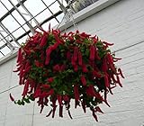 #1186 RARE CHENILE KITTEN TAIL 15 SEEDS