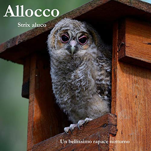  Allocco: Strix Aluco