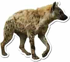 HYENA STATION  Amazon.com: Spotted Hyena Walk 10 inch Static Cling