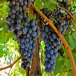 CRTGWI semi Della Vite (Vitis vinifera) 30 + Semi