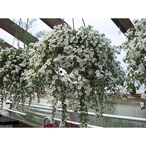 Petsdelite ® 40 White Bacopa Seeds - Perfect Flowers for Hanging Baskets and Windowboxes Cover
