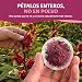 Imagen de HANDPICK Té de Hibisco en Bolsitas