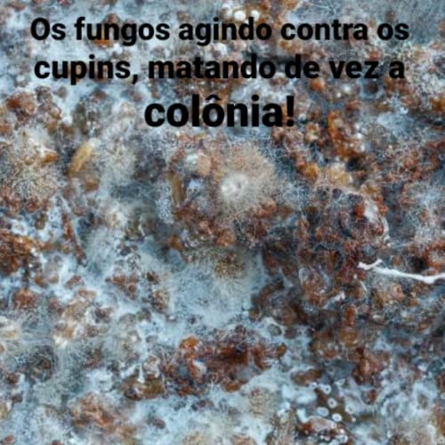 Cupinicida Mata Cupim Orgânico Biológico Sem Odor
