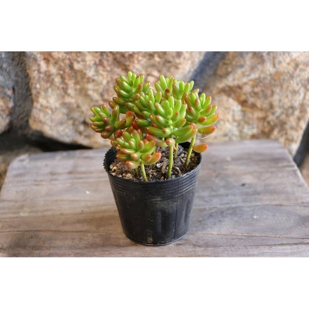 Amazon.co.jp: 多肉植物 セダム 虹の玉 2.5〜3号ポット苗 1株