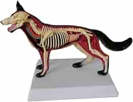 犬の解剖学 1970年版 犬の解剖学 1970年版 犬の解剖学 1970年版