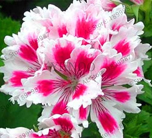 Amazon Co Jp 大セール100pcsレアゼラニウム植物レッドローズゼラニウム多年生フラワーガーデンハーディ植物盆栽鉢植え 1 9tb90p 10 Diy 工具 ガーデン