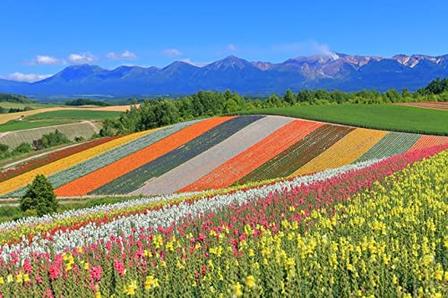 Amazon | 【ポストカードLac et Soleil】北海道十勝連峰 美瑛町 展望