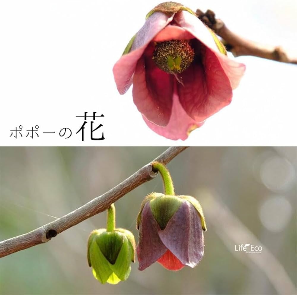 Amazon | 庭木・植木 ポポー（ポーポー） 5年生苗【実生】 2本立 / 5寸