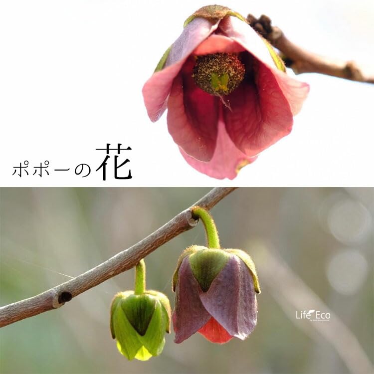 Amazon.co.jp: 庭木・植木 ポポー（ポーポー） 4年生苗【実生】 1本立
