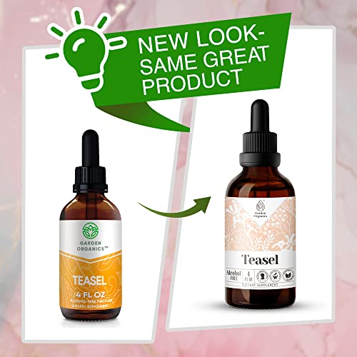 Garden S - Teasel Alcohol-Free Extract, Teasel (Dipsacus Fullonum, Dipsacus Sylvestris) Dried Root (4 Fl Oz) #TOP3