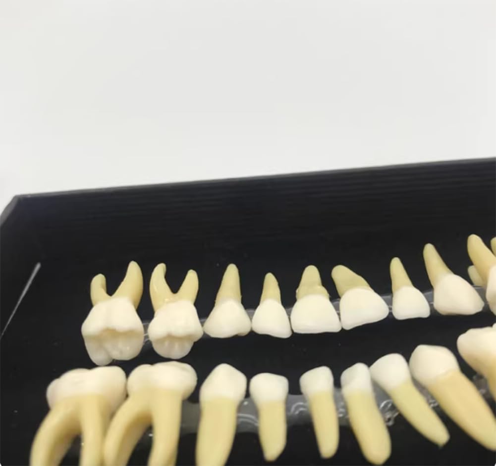 Modello di studio for l'insegnamento dei denti dimostrativi 1:1 dentale