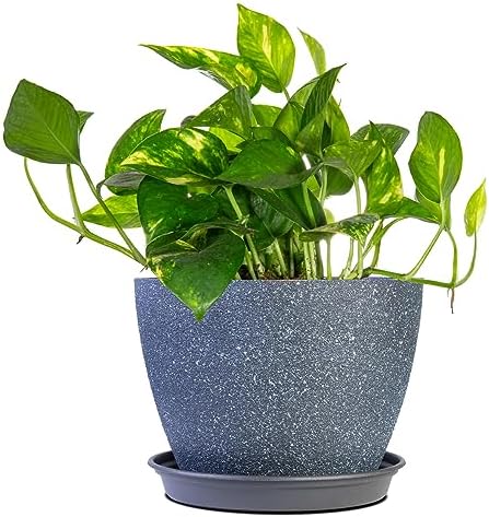 Perfect Plants Golden Pothos 6in. with Midnight Blue Pot | Epipre...
