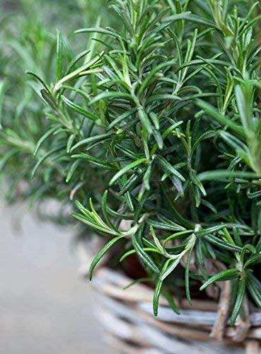 Semi Di Rosmarino Perenni – Pianta Aromatica Sempreverde, Facile Da Coltivare - Foto 2